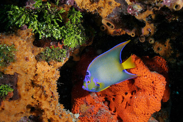 A beautiful Queen Angelfish swimming in front of brightly colored sponges on a reef.