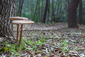 Parasol mushrooms growing close to tree base - obrazy, fototapety, plakaty