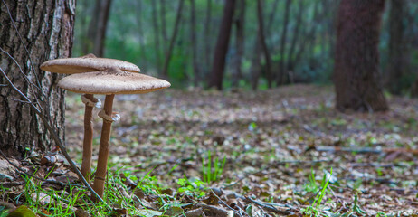 Parasol mushrooms growing close to tree base