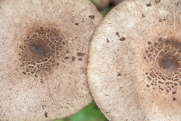 Parasol mushrooms growing in Villuercas Geopark, Caceres, Spain