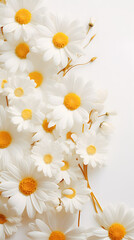 White daisies and yellow sprigs on a white background