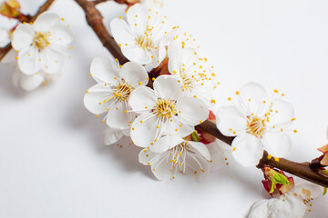 Branch with flowers in spring, blossoming tree branch