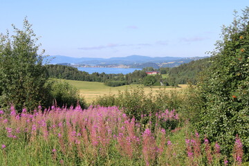 wildflowers in the mountains
