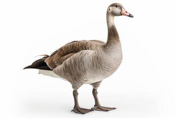 Goose standing on a white background. Animal side portrait