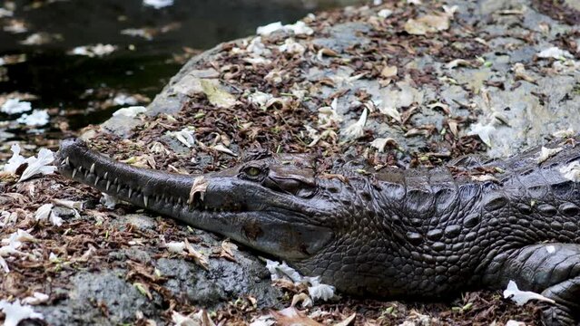Gavial or gharial (Gavialis gangeticus), also known as the fish-eating crocodile, is a member of the crocodilia order of the Gavialidae family
