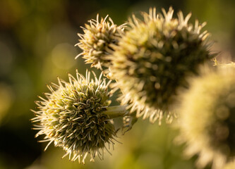 native plant, close up of rattle snake master flower