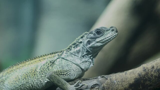 Soa-soa, also called the Amboina Sailfin Lizard or Amboina Sailfin Lizard (Hydrosaurus amboinensis), is the largest agamid lizard in the world, and can even reach 1 meter in length.