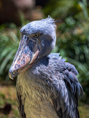 The Shoebill (Balaeniceps Rex), also known as the Whalebill, Whale-headed Stork, and Shoe-billed Stork is a large long-legged wading bird. - obrazy, fototapety, plakaty