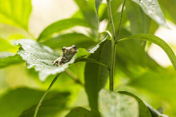 Gray tree frog in a native garden
