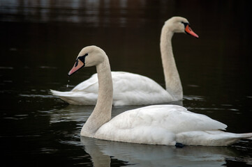 white swans group on the lake swim well under the bright sun