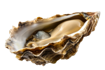 An oyster with its inner part visible, png stock photo file cut out and isolated on a transparent and white background