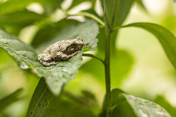 Gray tree frog in a native garden
