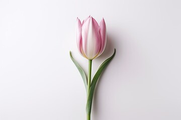 A pink tulip with green leaves on a white surface. Generative AI