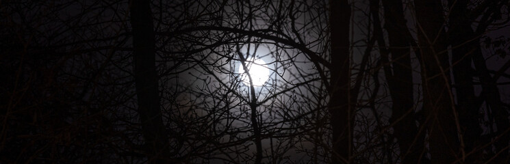 a winter forest moon panorama background