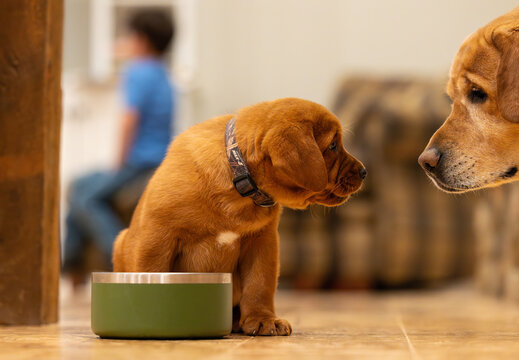 Labrador puppy eating