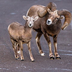 sheep in the mountain