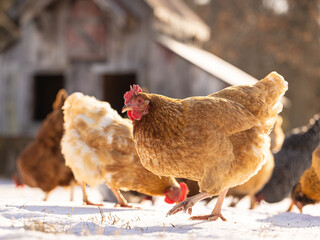 chickens feeding with coop in background © Npsphoto