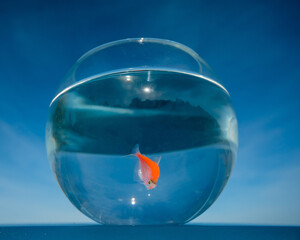 A goldfish swims in a round aquarium against a blue sky. 