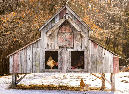 Chickens in old barn chicken coop