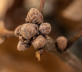 leaf buds of a tree in early spring