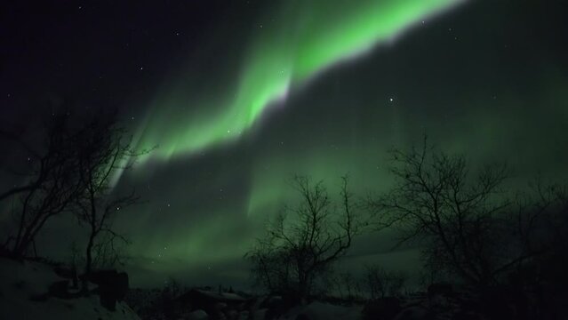 Strong realtime aurora with green and pink above silhouettes of small birch trees in Lapland 