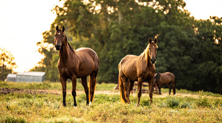 Obraz premium horses in the pasture