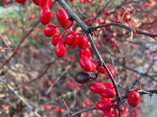 Glamourous red-fruit bush growing its fruits in winter time