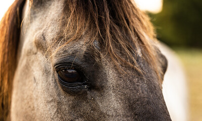close up of a horse