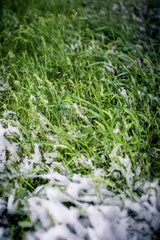 First snow on green grass