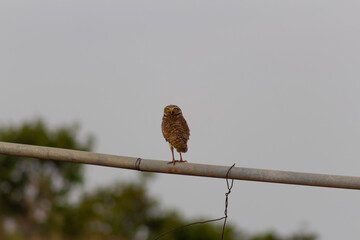 Little owl, Athene brama, single bird on perch, 