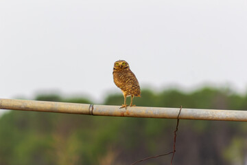 Little owl, Athene brama, single bird on perch, 