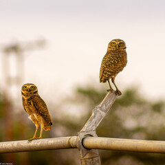 Little owl, Athene brama, single bird on perch, 