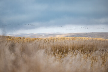 snow geese migration over landscape