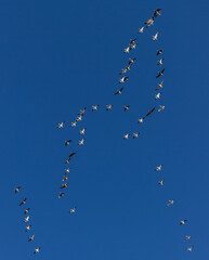 snow geese flying