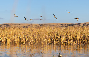 flock of green-wing teal