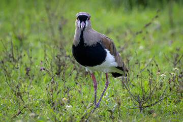 Retrato de tero mirando a cámara
