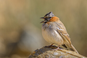 Retrato de ave - pájaro