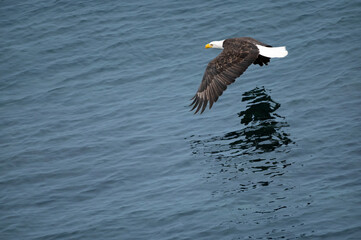 Eagle Flying over water San Juan Islands Washington