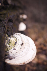 Fungi growing in the deep parts of the forest 
