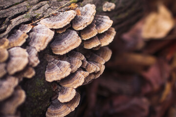 Fungi growing in the deep parts of the forest 
