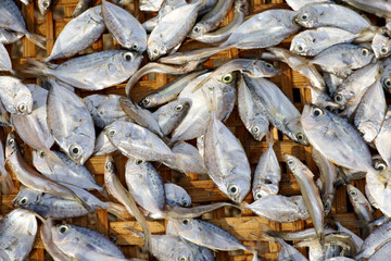 salted fish production, the process of drying small fish or anchovies and drying fish at fishing ports in Indonesia.