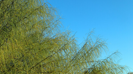Parkinsonia aculeata unusual tropical plant. Fresh green branches against blue sky
