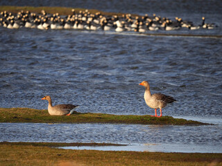 Gänse an der Nordsee © Uwe Lütjohann