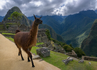 Llamas en Machu Picchu - Ciudad Inca - Perú