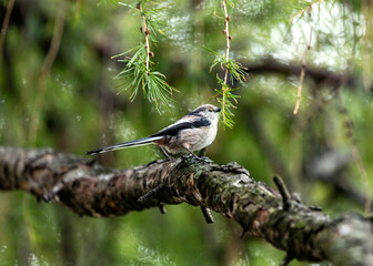Long-tailed Tit (Aegithalos caudatus) Outdoors