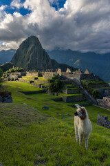 Panorama de Machu Picchu con llama en primer plano