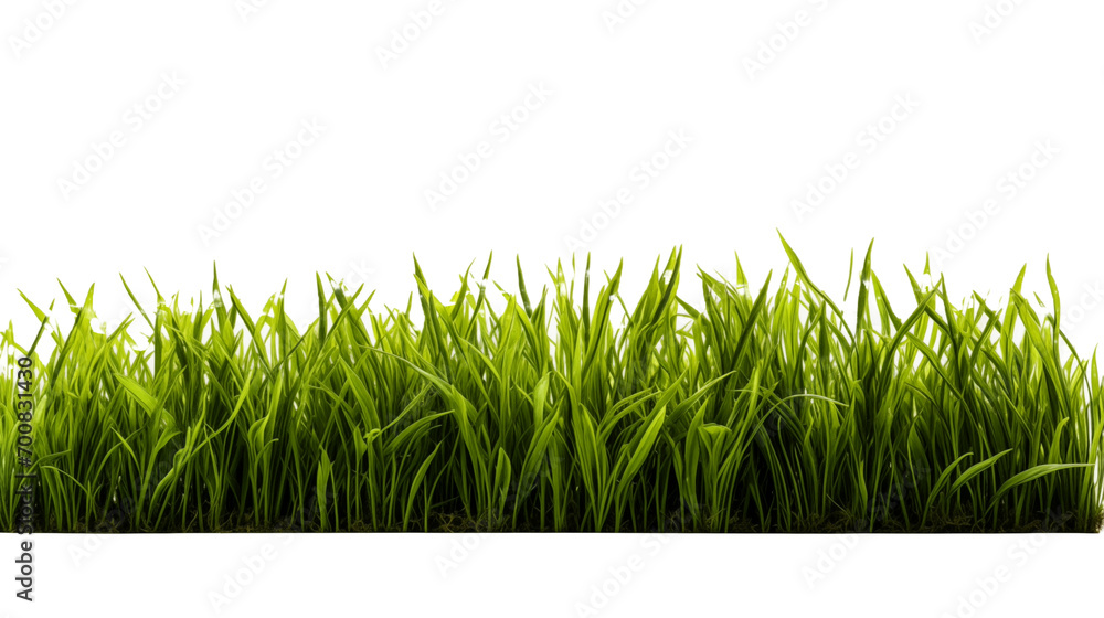 Wall mural green grass isolated on white background