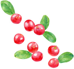 クランベリーの水彩画イラスト　バラバラに配置されたクランベリーの実と葉
