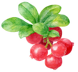 クランベリーの小枝　水彩画　実がたくさんついた枝