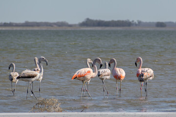 Retrato de conjunto de flamencos en lago
